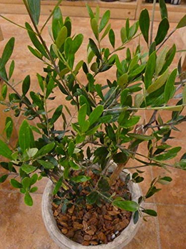 Amazon｜オリーブの木 品種違い2本寄せ植え Oli-me（オリーミー